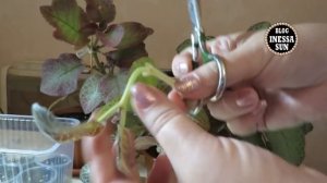Эписция.  Размножение и уход . Episcia.
