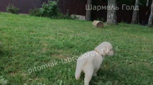 Щенки лабрадора ретривера и золотистого ретривера.