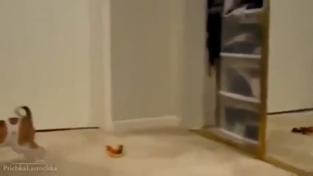 Животный испуг или испуг животных