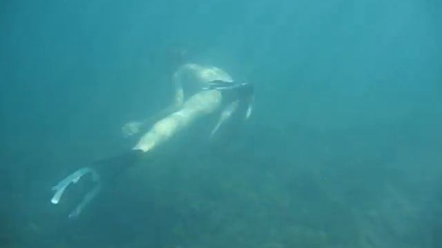 Ондатра в Черном море смотреть онлайн