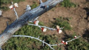 обработка абрикоса хорусом