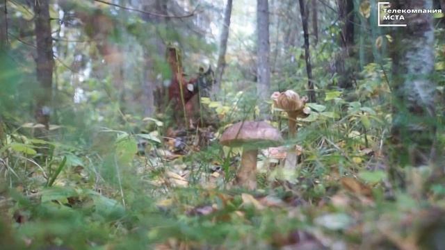 Зарисовка "Осенний лес" смотреть онлайн