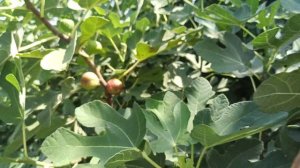 Начал спеть инжир!