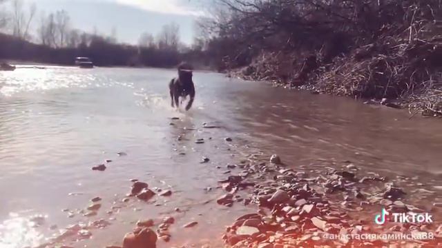 Питбуль смотреть онлайн