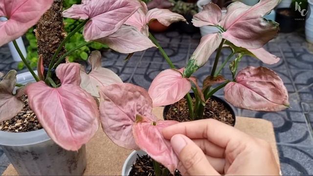 Syngonium Pink Strawberry vs Syngonium Pink Perfection | Becarefull, don't get confused смотреть онлайн