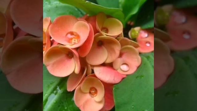 Молочай Миля, уход и содержание в домашних условиях смотреть онлайн