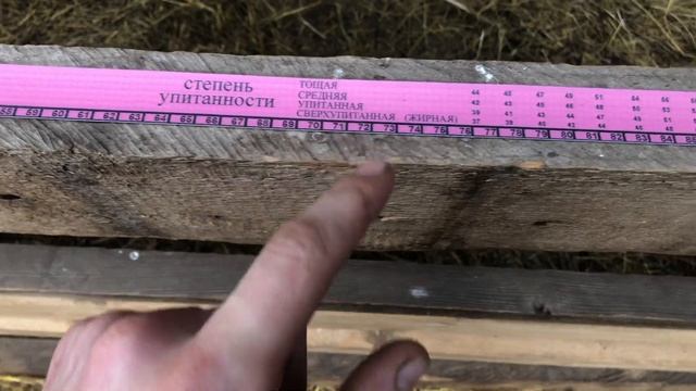 Вес бычка в месяц . Быки утонули в воде . смотреть онлайн