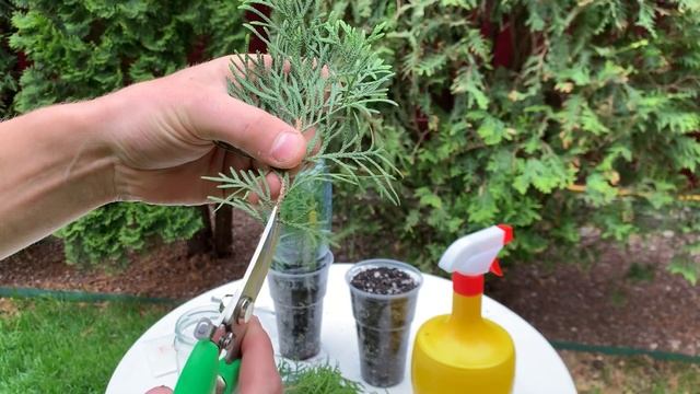 Черенкование туй смотреть онлайн