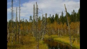 Кело (сухарник, сухостой) и карельская сосна для бани: а есть ли плюсы и какие минусы