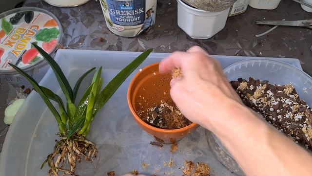 NEW Cattleya orchids repotting from Lucke pt 2/2 смотреть онлайн