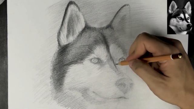 ✏️Как нарисовать собаку? | Рисуем хаски карандашом смотреть онлайн