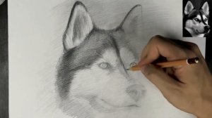 ✏️Как нарисовать собаку? | Рисуем хаски карандашом