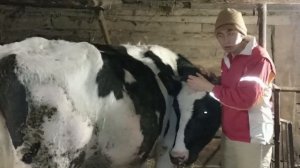 Почему корова лягается. Как усмирить корову. Корова бьётся, что делать.