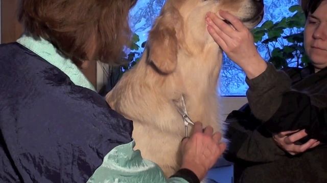 Golden Retriever Grooming-3/Стрижка золотистого (голден) ретриера-3