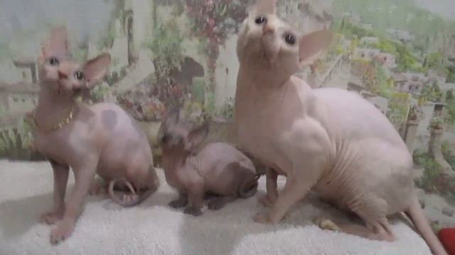 Lolita e i suoi amici смотреть онлайн