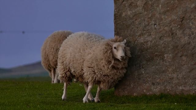 Домашние животные Корова,Кот,баран петух. Pets Are A Cow,a Cat, A Ram,cock.