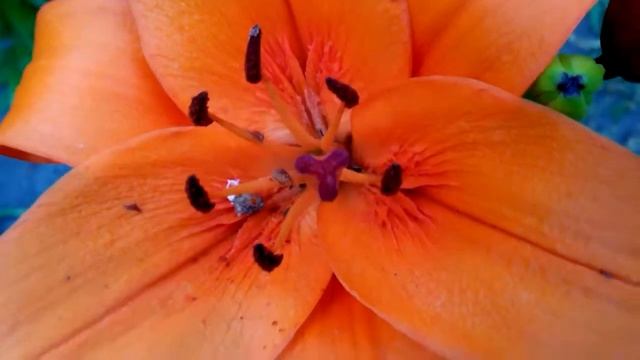 мои лилии смотреть онлайн