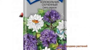Колокольчик скученный Смесь окрасок ? обзор: как сажать, семена колокольчика Смесь окрасок
