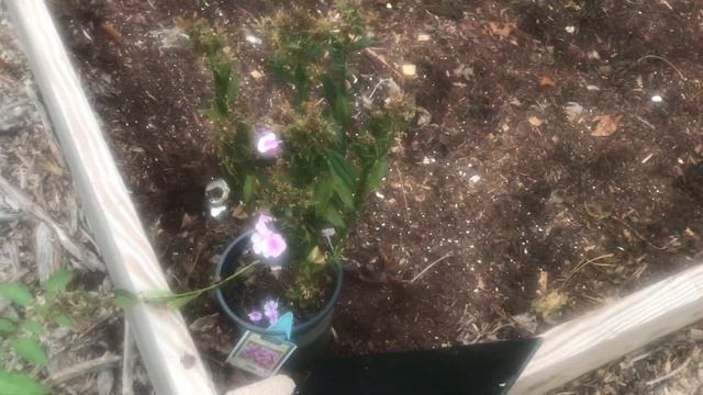Adding Perennial Flowers to Raised Beds to Attract Pollinators смотреть онлайн