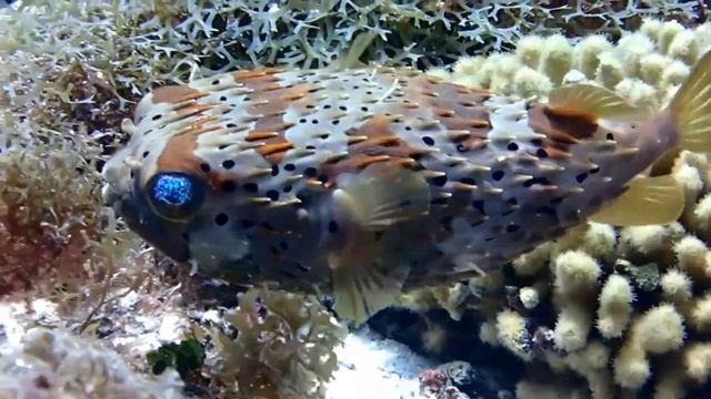 diodon balloonfish diodon holocanthus смотреть онлайн