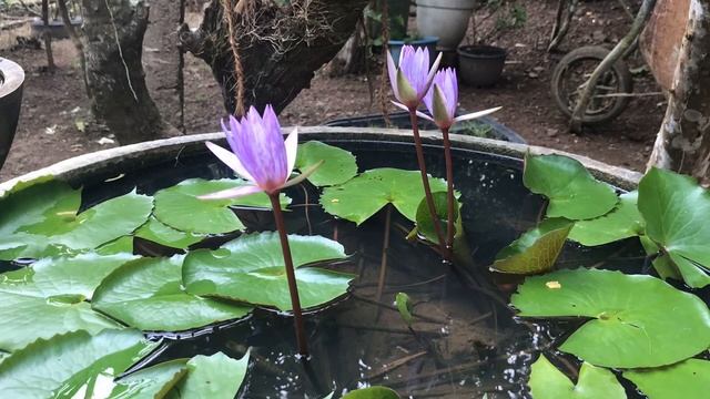 නිල් මානෙල් මල ||  Nymphaea Stellata Wild. || [PAPER DS]