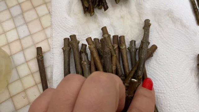 Метельчатые гортензии черенкование зимой #черенкование #метельчатыегортензии #черенкованиегортензи смотреть онлайн