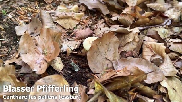 Pfifferlinge sammeln | Die schönsten Funde | Blasser Laubwaldpfifferling | Cantharellus pallens смотреть онлайн