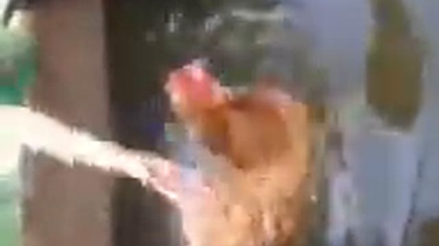 Умеют ли курицы плавать смотреть онлайн