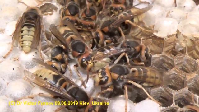 How Do Hornets Sleep? Night Passions. SERIES-15. Greetings from the Hornet's Nest Vespa crabro. смотреть онлайн