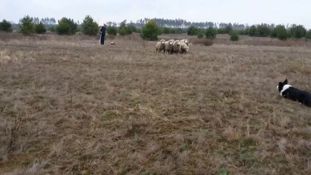 Пастушья служба - австралийская овчарка - Сосновка смотреть онлайн
