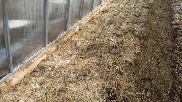 Чеснок посадка в зиму смотреть онлайн