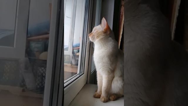 Сёма смотрит на птиц за окном смотреть онлайн