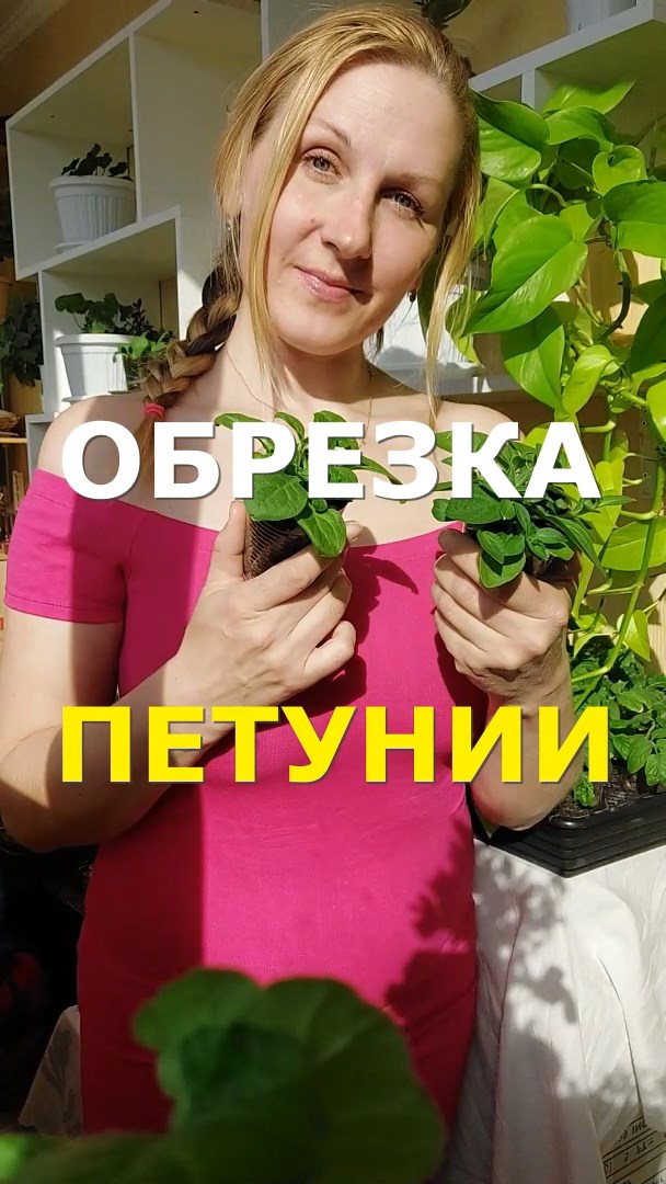 Обрезка петунии смотреть онлайн