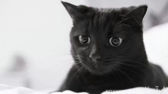 Кошка ждала своего человека. Не спала, не пила и не ела./ Грустные стихи про кошек смотреть онлайн