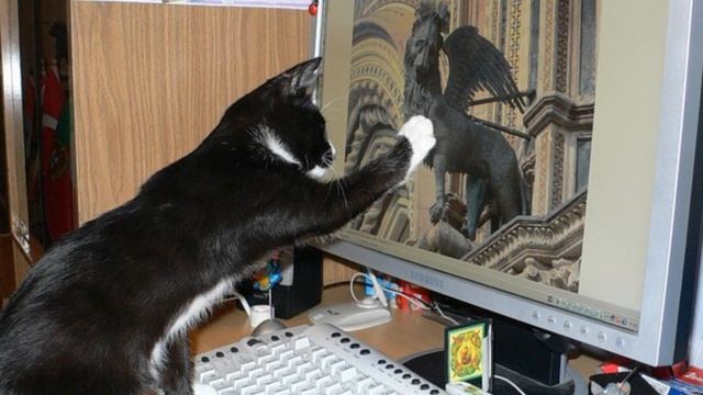 Почему кошка может потерять чувства к хозяину 6 причин Why a cat can lose feelings for its owner смотреть онлайн