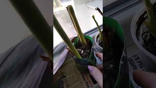 Канны в горшке- подготовила на зимовку смотреть онлайн