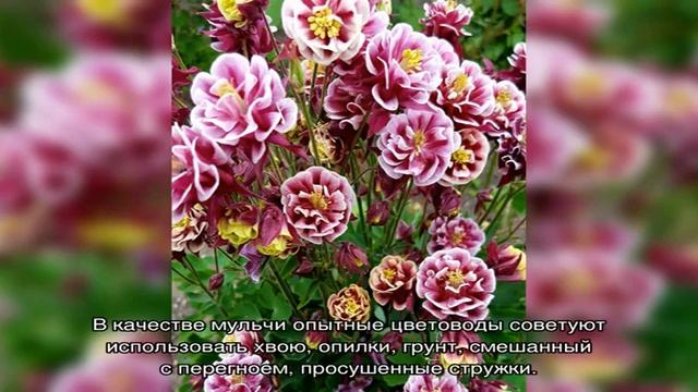 Зимовка многолетних цветов  и правила подготовки