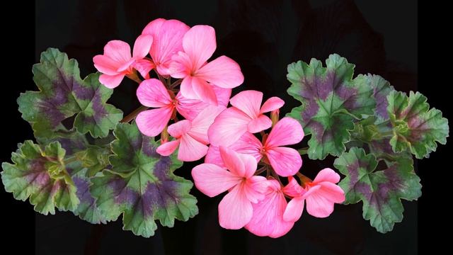 Не разводите эти растения дома - опасно