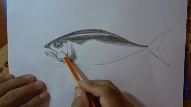 How to draw a fish by using a pencil from the beginning skill 'XP5' смотреть онлайн