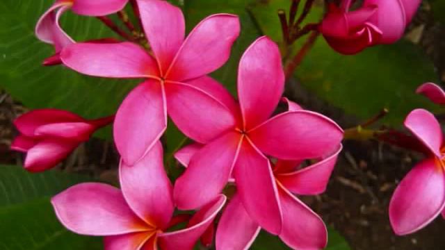 Plumeria Flower Collage - Dean Conklin Plumeria Gardens - Hawaii смотреть онлайн