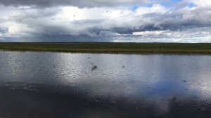 Гнус в тундре