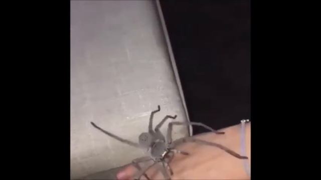 Маленький паук на руке смотреть онлайн