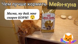 ЧЕМ ЛУЧШЕ КОРМИТЬ МЕЙН-КУНА