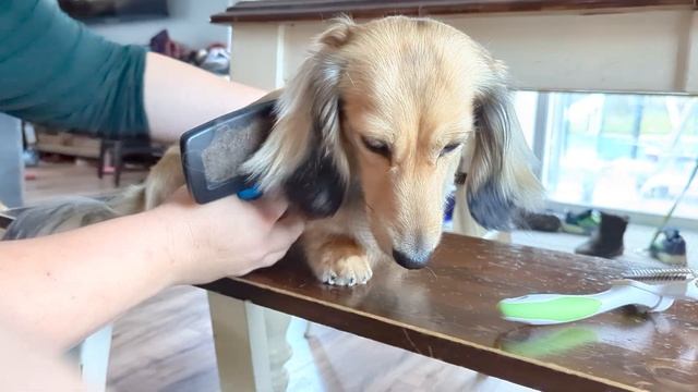 Grooming a Longhair Dachshund смотреть онлайн