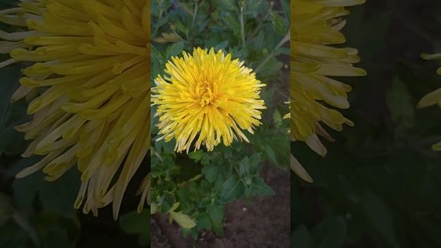 Жёлтые хризантемы ? в саду смотреть онлайн