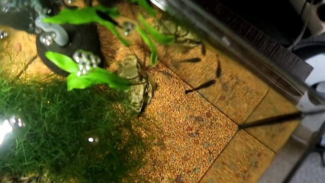 Скільки гупі народила мальків смотреть онлайн