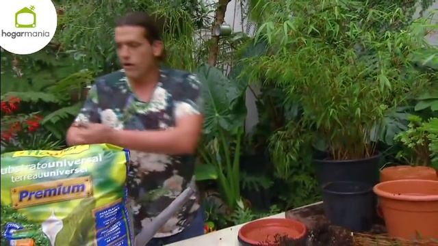 Bambú Fargesia, una variedad de bambú no invasiva - Decogarden - Jardinatis смотреть онлайн