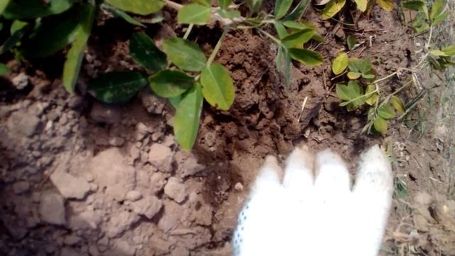 Как вырастить арахис. Сбор урожая. смотреть онлайн