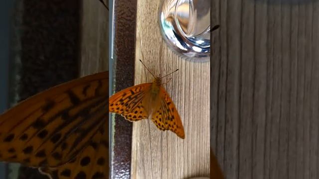 Бабочки летают, бабочки на даче, лето. смотреть онлайн