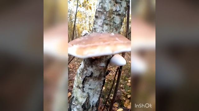Гриби на березі! Mushrooms! Грибы на берёзе смотреть онлайн